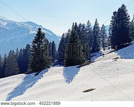 Evergreen Forest Or Coniferous Trees In Early Spring On The Slopes Of The Alpine Mountains Around Th