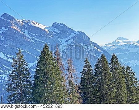 Evergreen Forest Or Coniferous Trees In Early Spring On The Slopes Of The Alpine Mountains Around Th