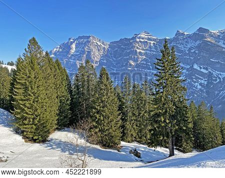 Evergreen Forest Or Coniferous Trees In Early Spring On The Slopes Of The Alpine Mountains Around Th