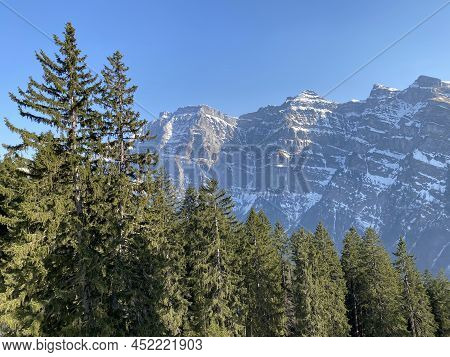 Evergreen Forest Or Coniferous Trees In Early Spring On The Slopes Of The Alpine Mountains Around Th