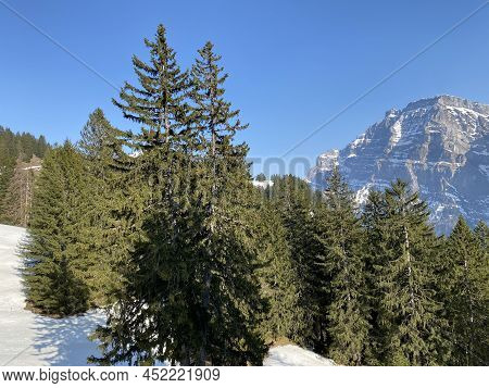 Evergreen Forest Or Coniferous Trees In Early Spring On The Slopes Of The Alpine Mountains Around Th