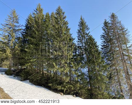 Evergreen Forest Or Coniferous Trees In Early Spring On The Slopes Of The Alpine Mountains Around Th
