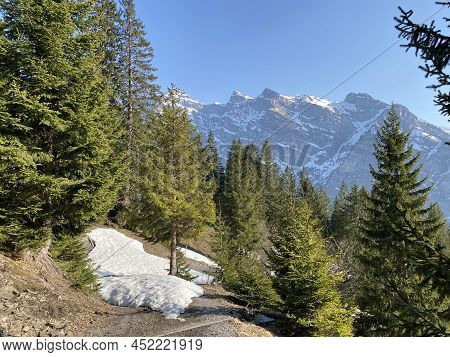 Evergreen Forest Or Coniferous Trees In Early Spring On The Slopes Of The Alpine Mountains Around Th