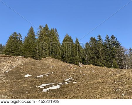 Evergreen Forest Or Coniferous Trees In Early Spring On The Slopes Of The Alpine Mountains Around Th