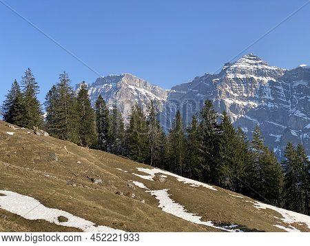 Evergreen Forest Or Coniferous Trees In Early Spring On The Slopes Of The Alpine Mountains Around Th