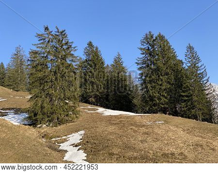 Evergreen Forest Or Coniferous Trees In Early Spring On The Slopes Of The Alpine Mountains Around Th