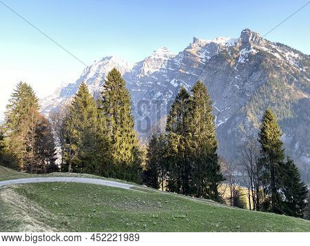 Evergreen Forest Or Coniferous Trees In Early Spring On The Slopes Of The Alpine Mountains Around Th