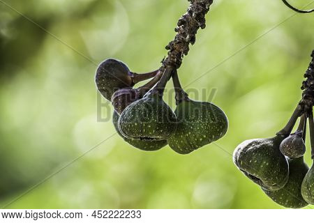 Elephant Ear Fig Organic Fruits On A Fig Tree In Kerala