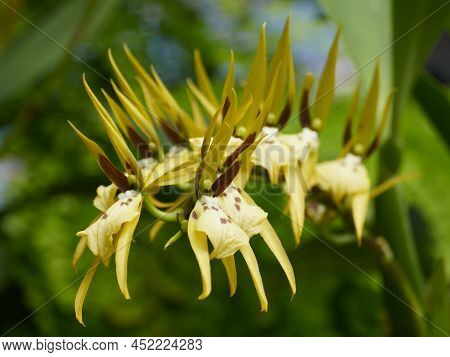 A Tiny Yellow Cluster Brassia Peruvania Orchid Flowers