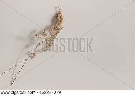 Close-up Of Beautiful Dry Grass Stems. Festuca Plant In Sunlight On Beige Table Background. Soft Lon