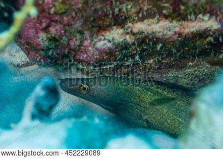 A Closeup Shot Of A Golden Tail Moray Eel In A Reef