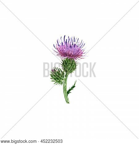 Watercolor Drawing Flower Of Welted Thistle, Carduus Crispus Isolated At White Background , Hand Dra