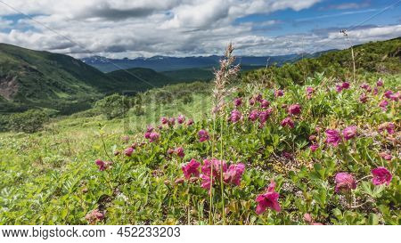 Bright Pink Kamchatka Rhododendrons Are Blooming On The Hillside. Green Grass And Bushes On An Alpin