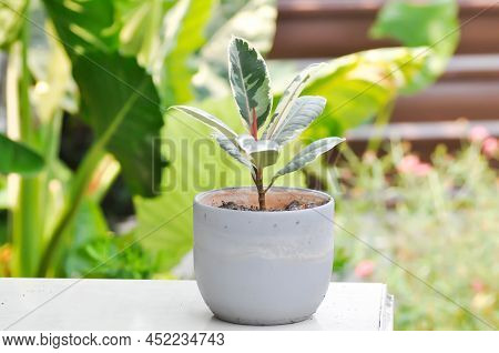 Decora Tree, Indian Rubber Tree Or Rubber Plant Or Variegated Indian Rubber Or Ficus Elastica Or Ass