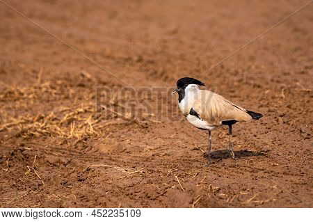 Near Threatned Bird River Lapwing Or Vanellus Duvaucelii Bird Closeup Or Portrait At Dhikala Zone Of