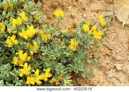 Lotus Creticus, un genre de Dunes de sable légumineuse originaire de salé