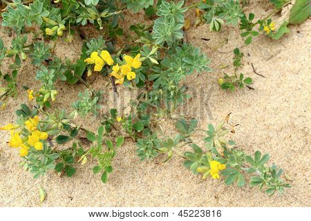 Lotus Creticus, un genre de Dunes de sable légumineuse originaire de salé