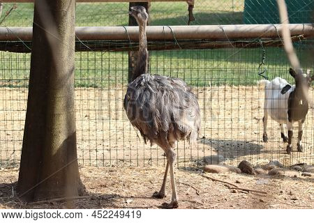 Rhea Brother Of The Ostrich Of South American Origin