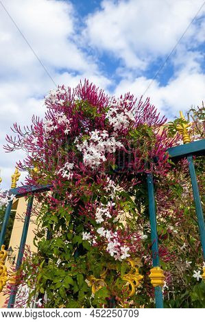 Multi-flowered Jasmine (jasminum Polyanthum) Blooms On The Background Of A Blue Fence