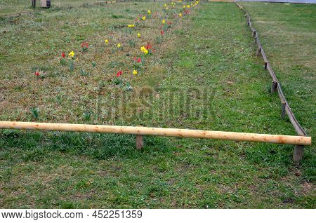 Flowery Meadow Early In Spring, Founded A Year Ago By Narcissus Muscari Behind A Low Wooden Pole Enc
