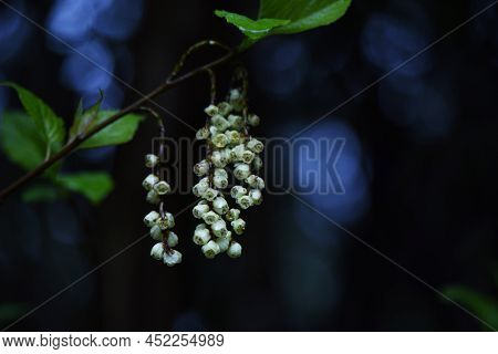 Stachyurus Praecox (kibushi) Flowers. Stachyuraceae Dioecious Deciduous Shrub. The Flowers Are Attac