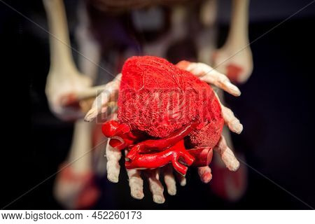 Russia, Moscow, 2021 May 31: Human Anatomy Exhibition By Gunther Von Hagens. The Anatomist Invented 