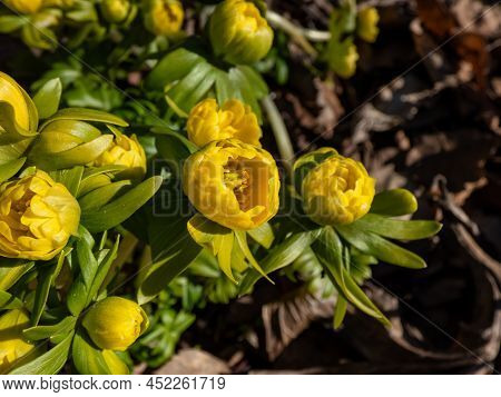Macro Shot Of Yellow Winter Aconite (eranthis Hyemalis) 'flore Pleno', A Variation With Fully Double