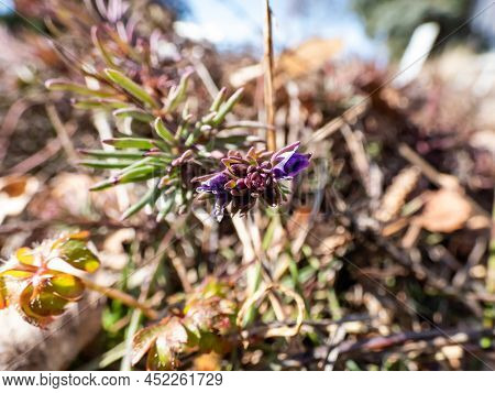 Extreme Macro Of Purpple And Blue Flower Bud Of The Armenian Speedwell (veronica Armena) Starting To