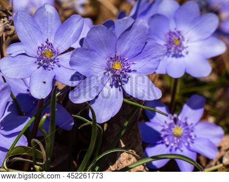 Close-up Of Group Of Beautiful, Purple First Spring Bloomers - Wildflowers Large Blue Hepatica (hepa