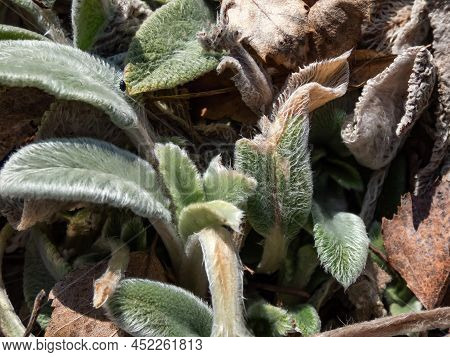 Macro Of Plant Lamb's Ear (stachys Byzantina) 'silver Carpet'. Evergreen Carpeting, Dense Mat Of Gre