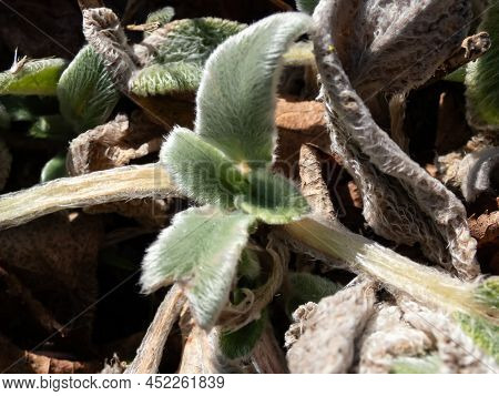 Macro Of Plant Lamb's Ear (stachys Byzantina) 'silver Carpet'. Evergreen Carpeting, Dense Mat Of Gre