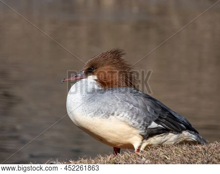 Close-up Shot Of The Female Of Goosander (common Merganser) (mergus Merganser) Standing On The Bank 