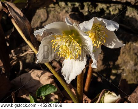 Close-up Of The White Christmas Rose Or Black Hellebore (helleborus Niger) 'stamm England' In Full B