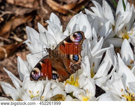Macro Shot Of The European Peacock Butterfly (aglais Io) On White Spring Flowers (colchicum Szovitsi