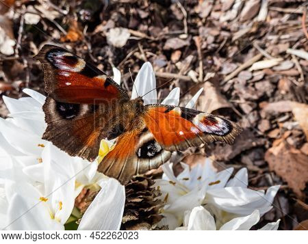 Macro Shot Of The European Peacock Butterfly (aglais Io) On White Spring Flowers (colchicum Szovitsi