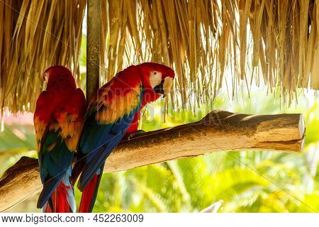 Beautiful Macaw Parrots Sitting On The Branch