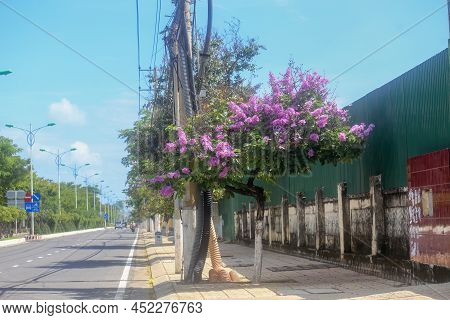Terminalia Catappa Tree Blooming On The Tran Phu Street, Nha Trang City, Khanh Hoa Province