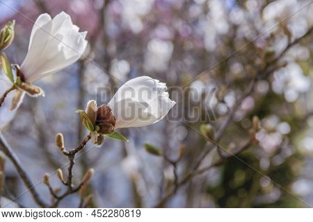 Blooming White Magnolia Tree In Zielona Góra, Poland, 04/03/2022. Bloom Season.