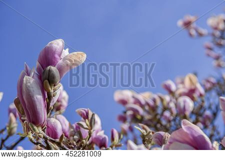 Blooming Magnolia Tree In The City Of Zielona Góra, Poland, 04/03/2022. Bloom Season.