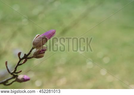 Beautiful Pink Magnolia Flower Close-up On A Green Background. Flowering Tree In The City Of Zielona