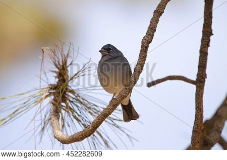Tenerife Blue Chaffinch Fringilla Teydea. Male. Las Lajas. Vilaflor. Corona Forestal Natural Park. T