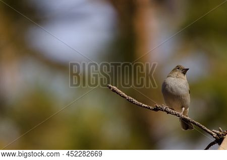 Tenerife Blue Chaffinch Fringilla Teydea. Female. Las Lajas. Vilaflor. Corona Forestal Natural Park.