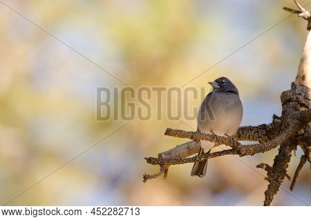 Tenerife Blue Chaffinch Fringilla Teydea. Male. Las Lajas. Vilaflor. Corona Forestal Natural Park. T