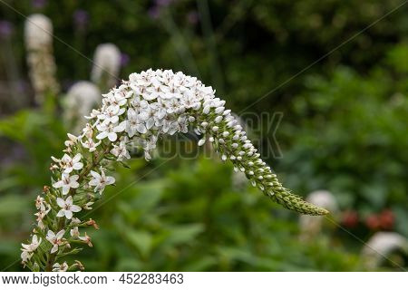 Close Up Of A Gooseneck Loosestrife (lysimachia Clethroides) Flower In Bloom