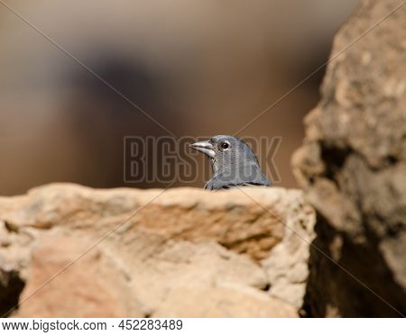 Tenerife Blue Chaffinch Fringilla Teydea. Male Drinking Water. Las Lajas. Vilaflor. Corona Forestal 