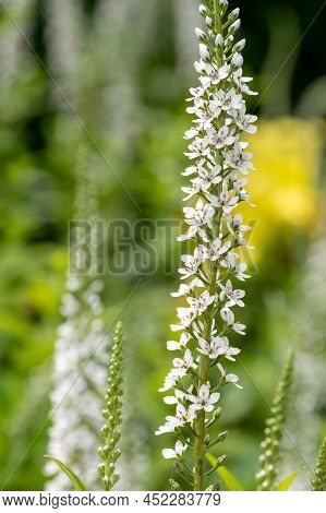 Gooseneck Loosestrife (lysimachia Clethroides)