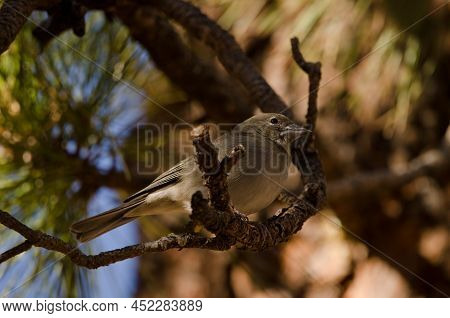 Tenerife Blue Chaffinch Fringilla Teydea. Female. Las Lajas. Vilaflor. Corona Forestal Natural Park.