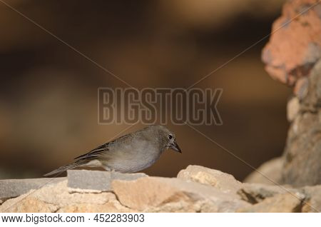 Tenerife Blue Chaffinch Fringilla Teydea. Female. Las Lajas. Vilaflor. Corona Forestal Natural Park.