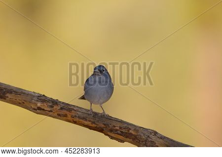 Tenerife Blue Chaffinch Fringilla Teydea. Male. Las Lajas. Vilaflor. Corona Forestal Natural Park. T