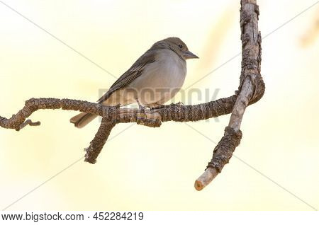 Tenerife Blue Chaffinch Fringilla Teydea. Female. Las Lajas. Vilaflor. Corona Forestal Natural Park.